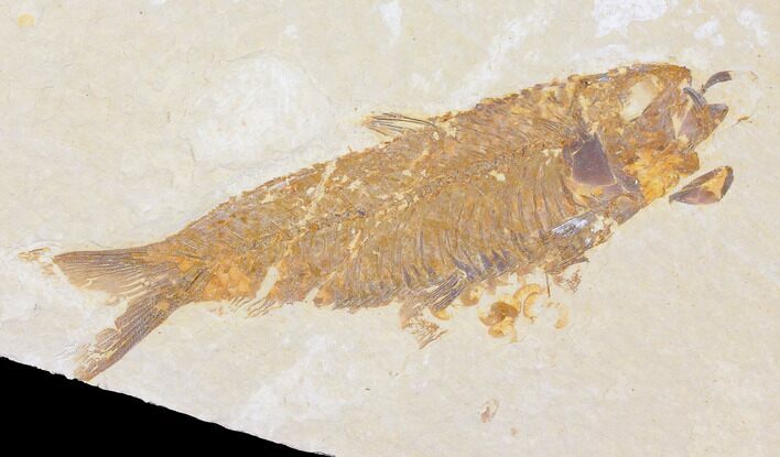 Fossil Fish (Knightia) - Wyoming #109991